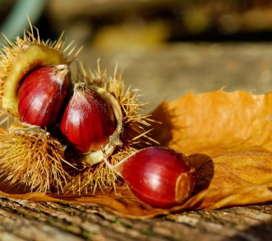 Chestnut Festival