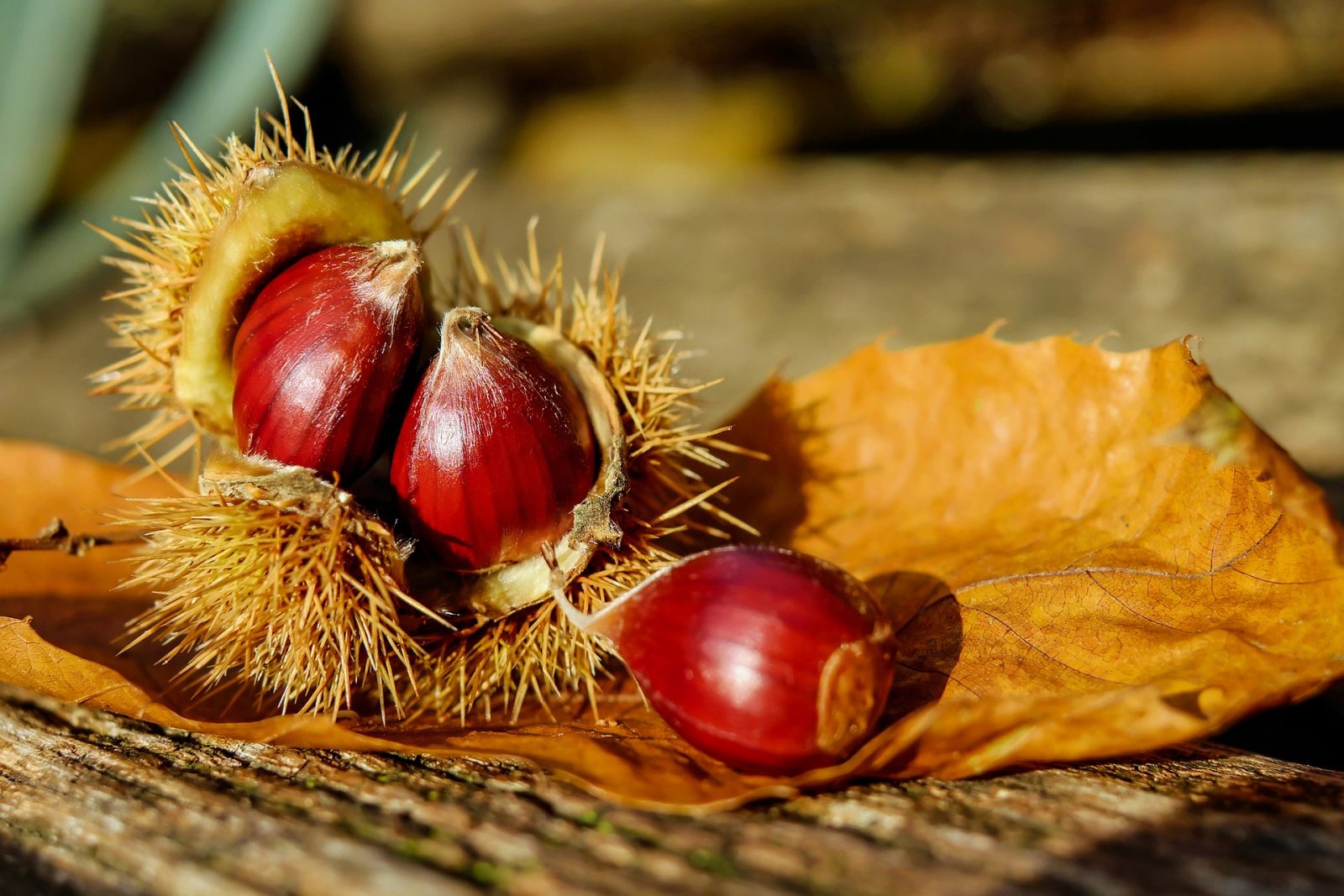 Chestnut Festival in Collobrières