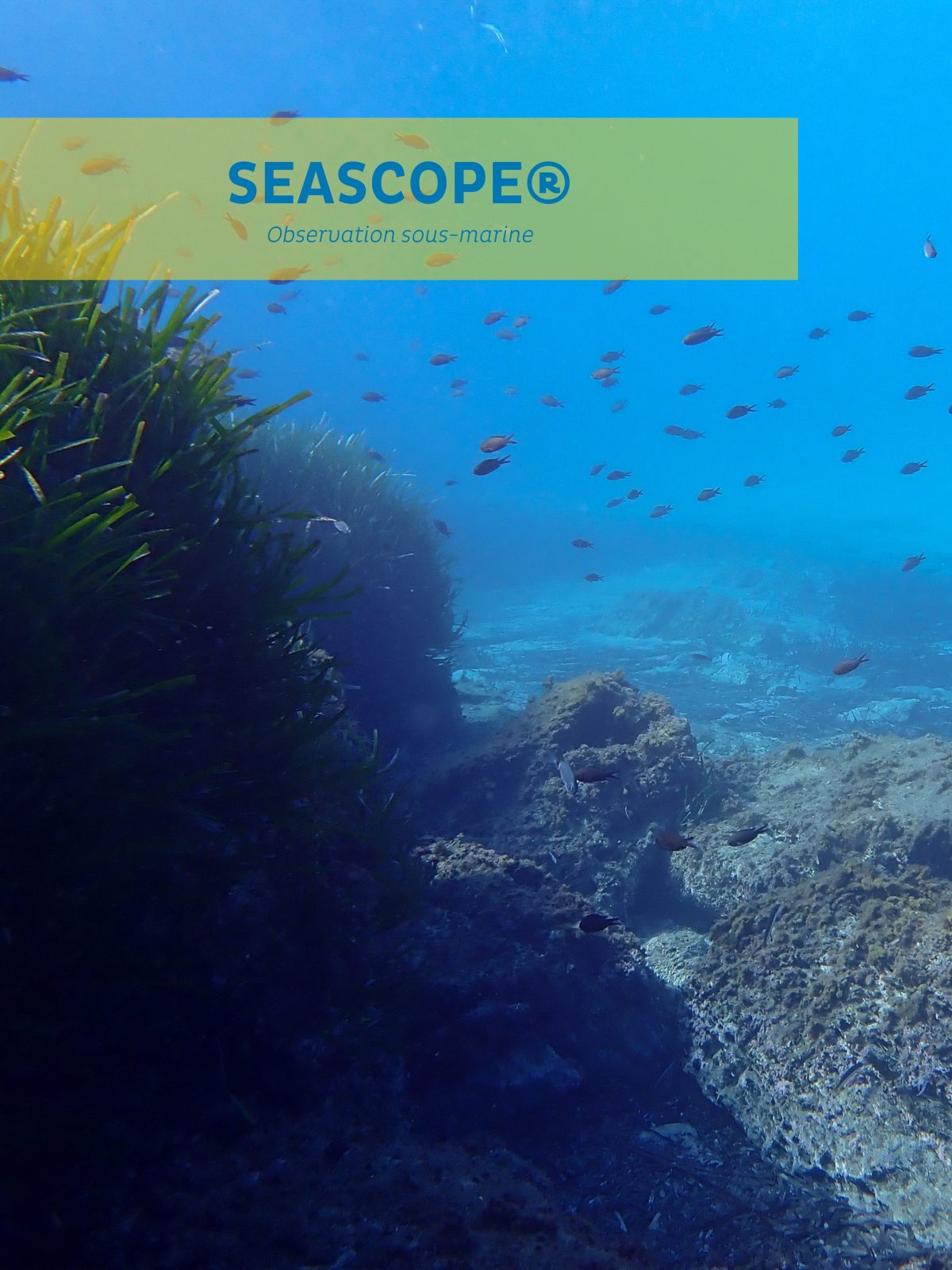 Le Seascope – Vedettes Îles d’Or et Le Corsaire_Le Lavandou