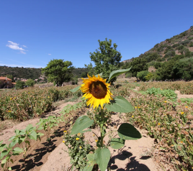 tour of the terraced fields of Saint-Clair